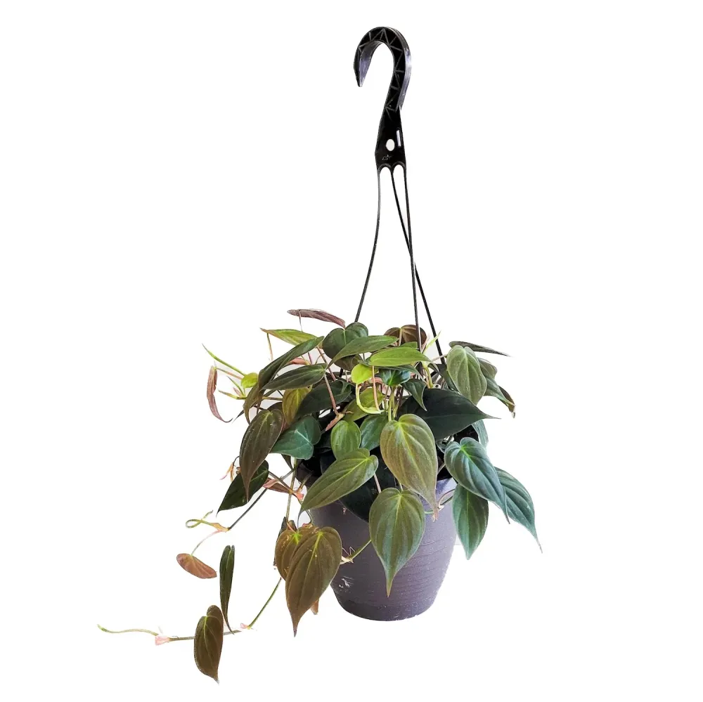 Philodendron scandens subsp. micans D15