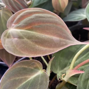 Philodendron scandens subsp. micans (mosstok)