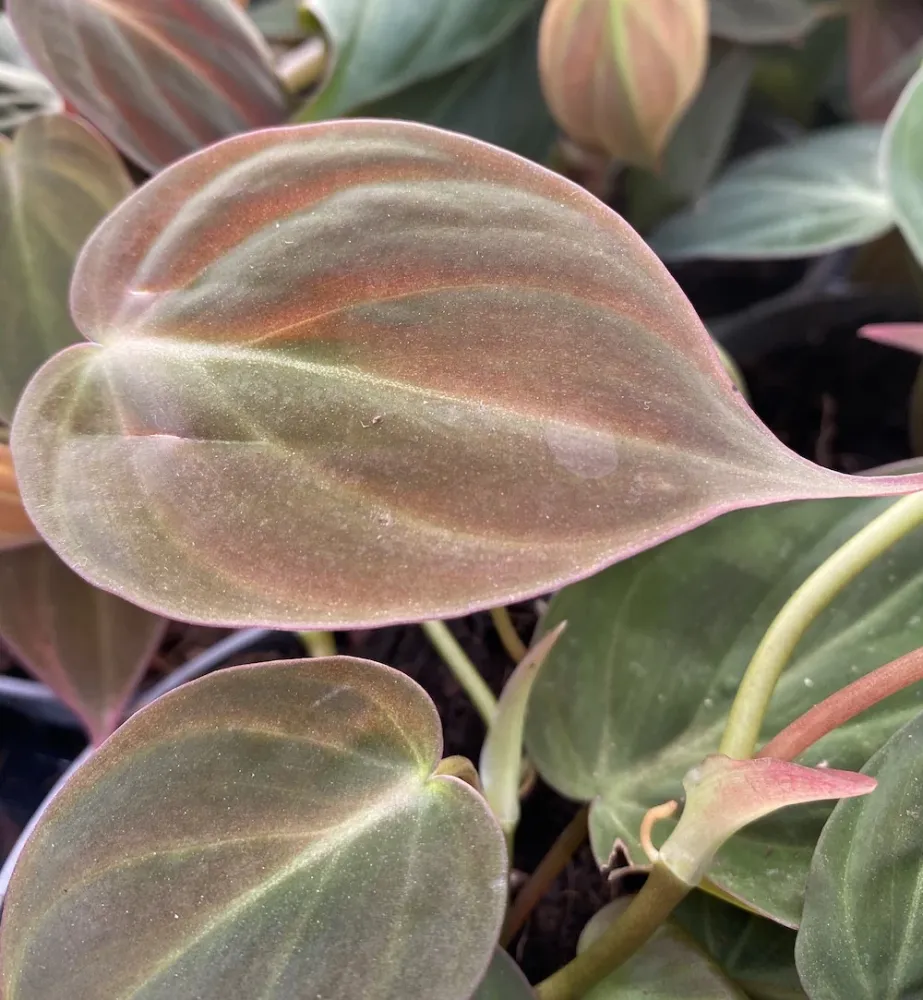 Philodendron scandens subsp. micans (mosstok)