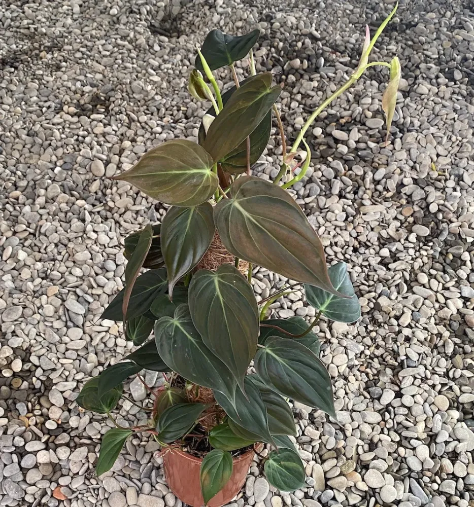 Philodendron scandens subsp. micans (mosstok)