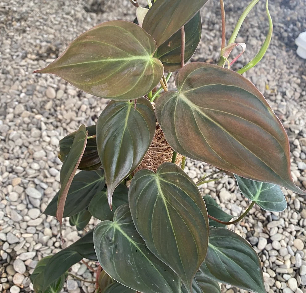 Philodendron scandens subsp. micans (mosstok)