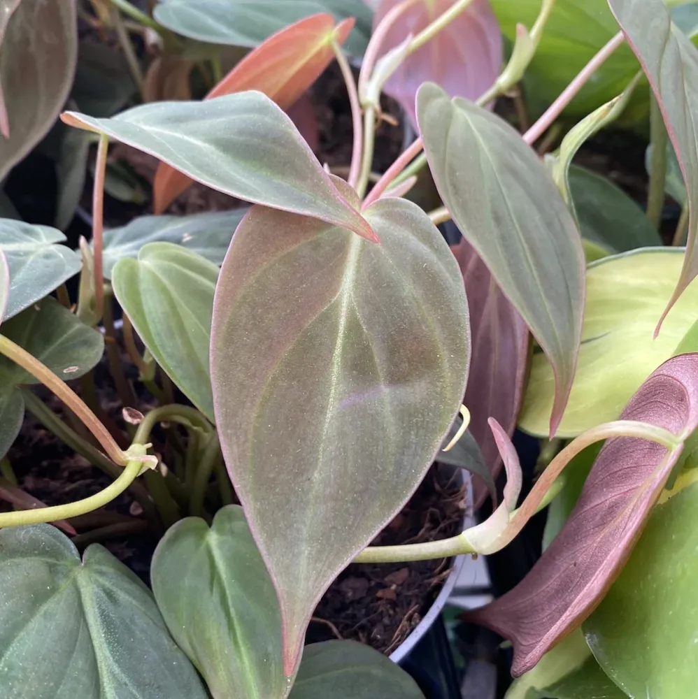 Philodendron scandens subsp. micans (mosstok)