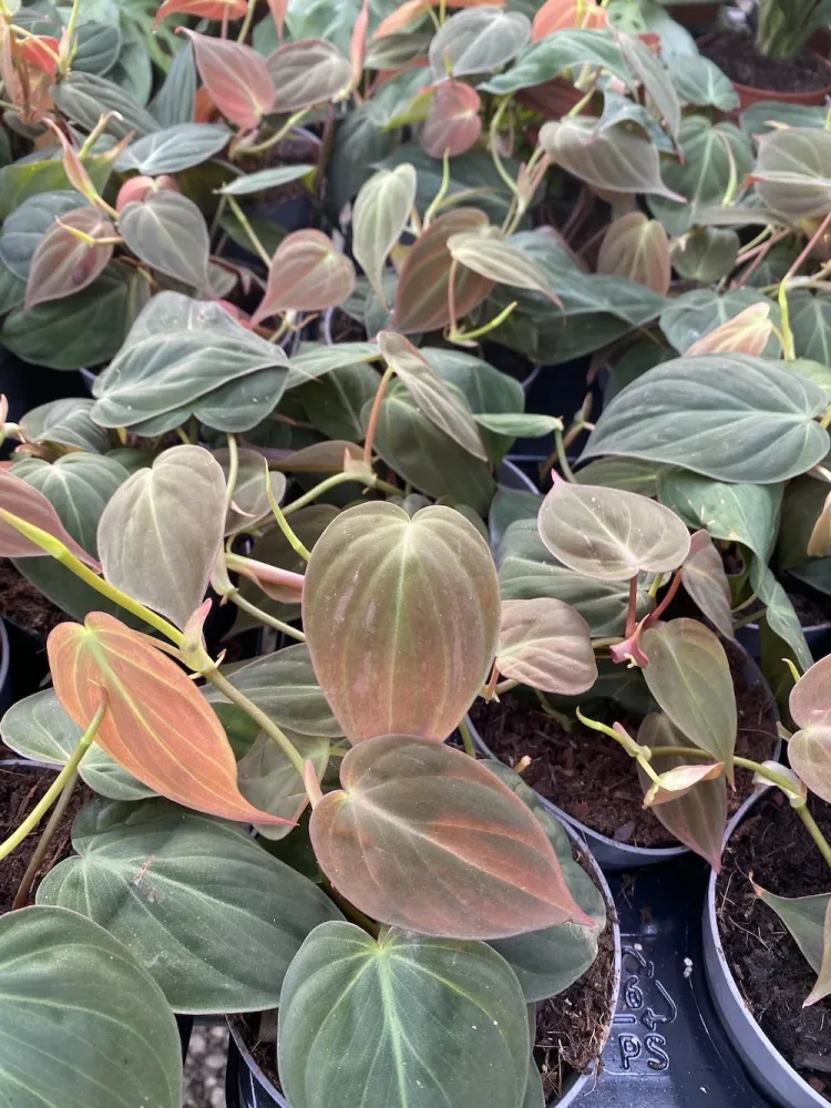Philodendron scandens subsp. micans (mosstok)
