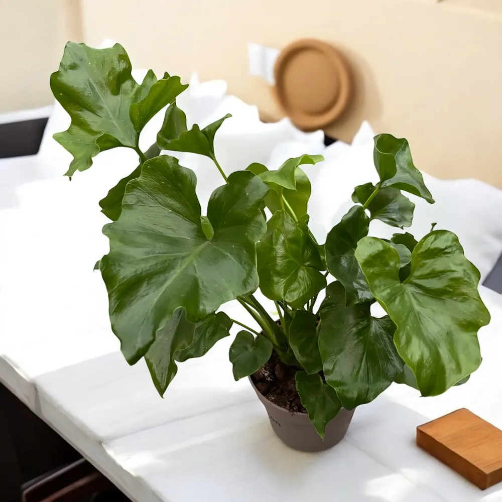 Philodendron Shangri La
