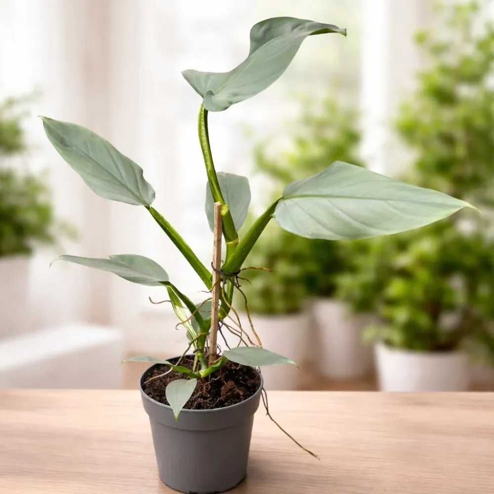 Philodendron ‘Silver Queen’ – planta tropicala de interior cu frunzis argintiu elegant