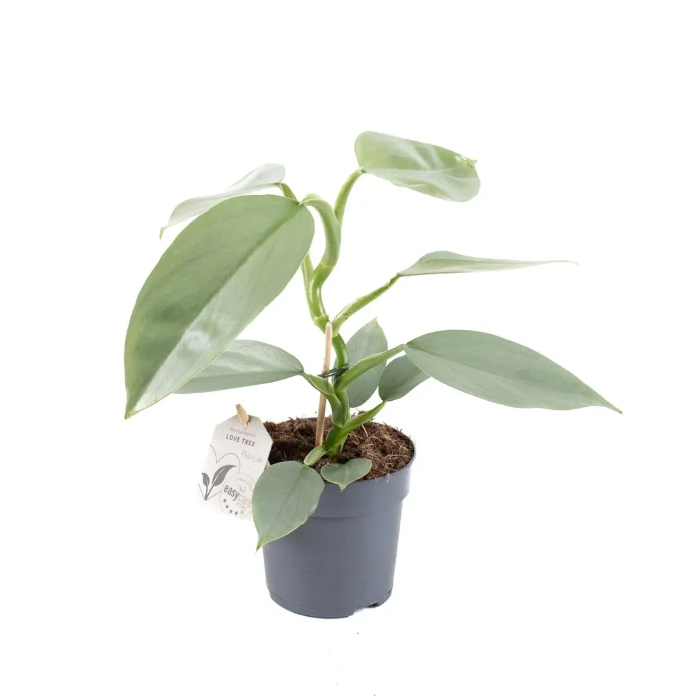 Philodendron Silver Sword (Hastatum)