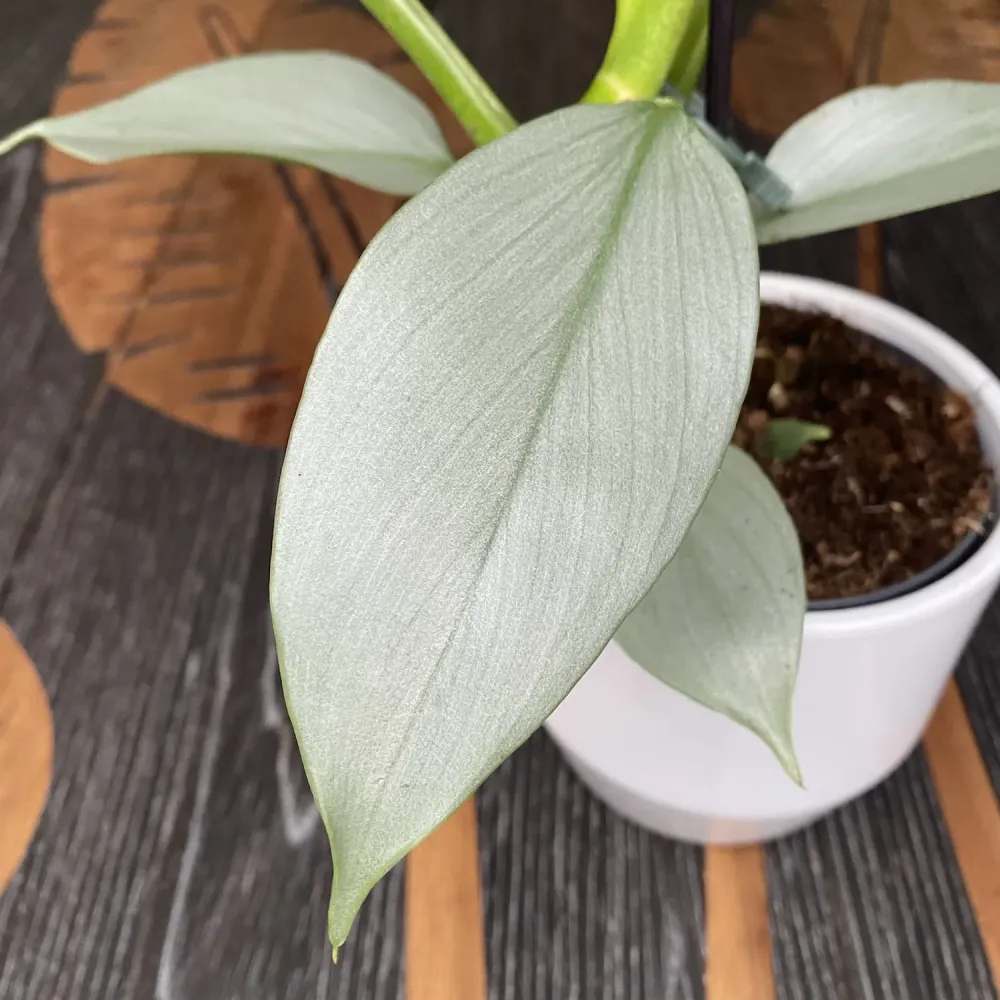Philodendron Silver Sword (Hastatum)