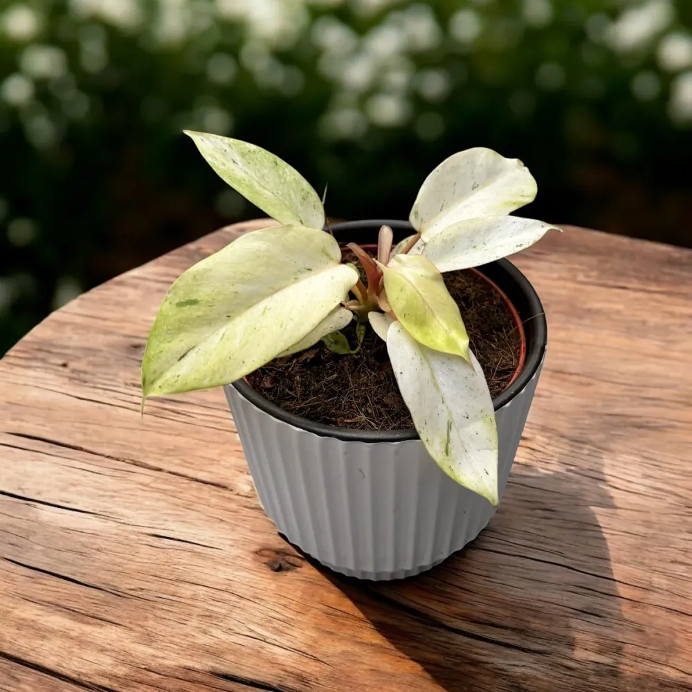 Philodendron 'Snowdrift'
