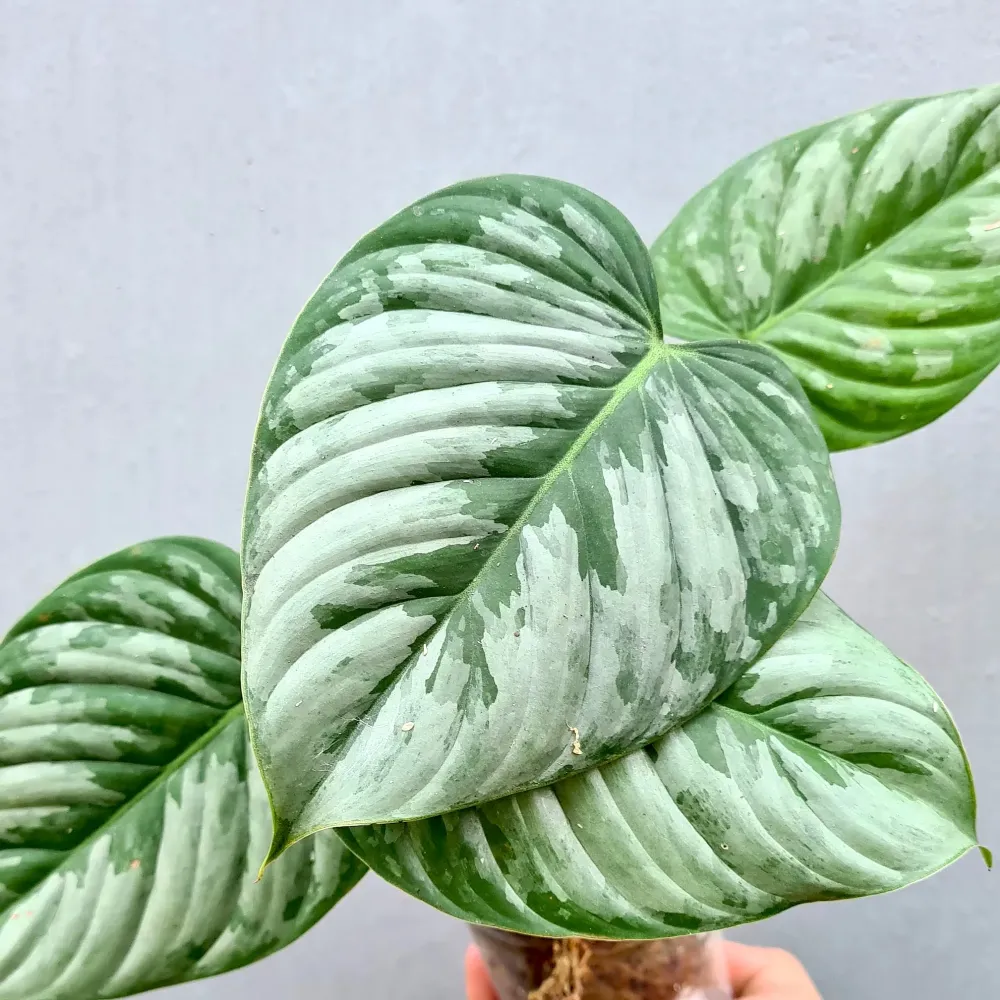 Philodendron sodiroi - exemplare tinere