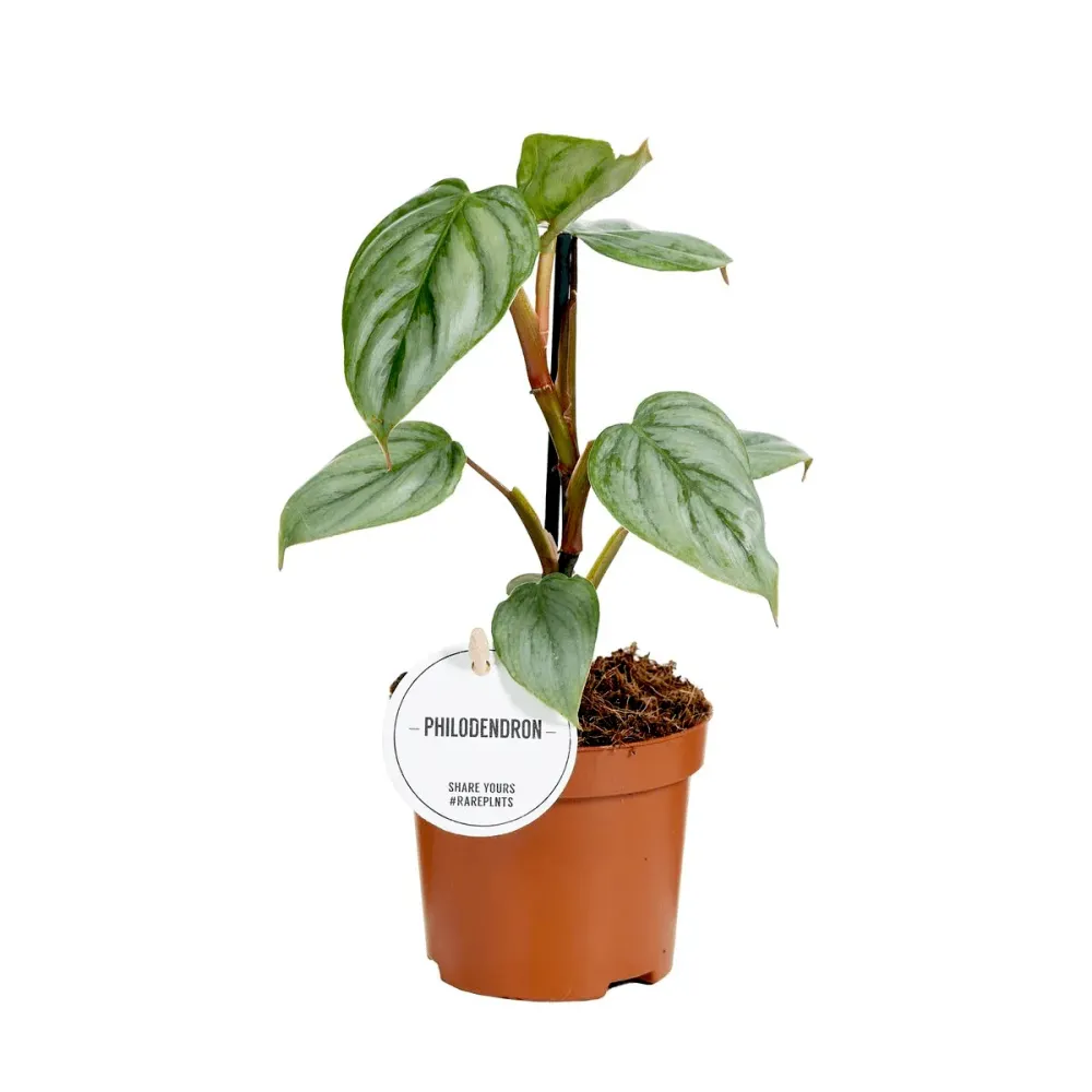 Philodendron sodiroi - exemplare tinere