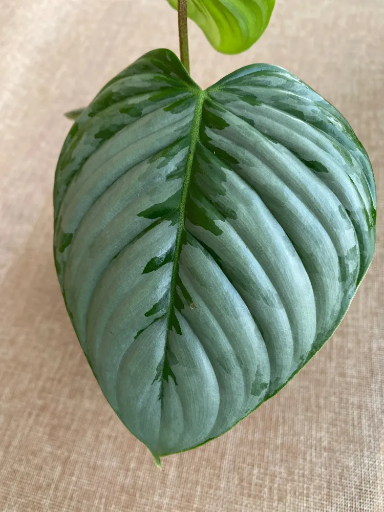 Philodendron sodiroi - exemplare tinere