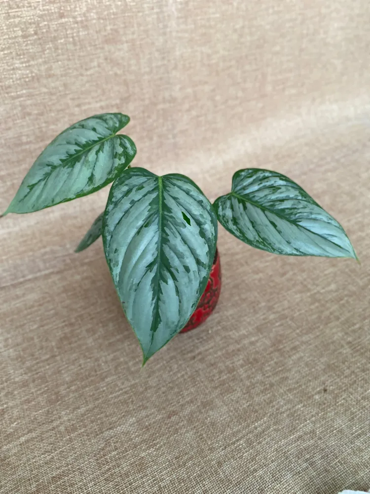 Philodendron sodiroi - exemplare tinere