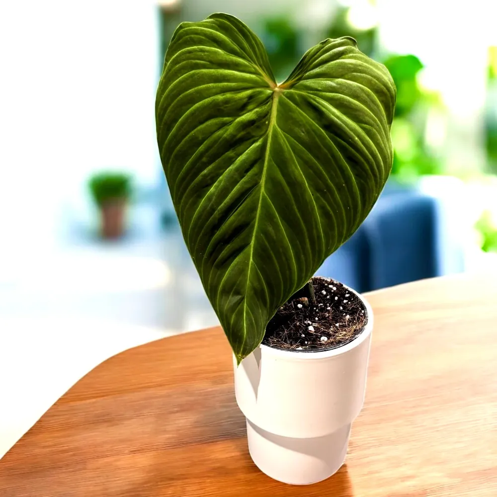 Philodendron Splendid (Verrucosum X Melanochrysum) - frumusete tropicala cu frunze catifelate