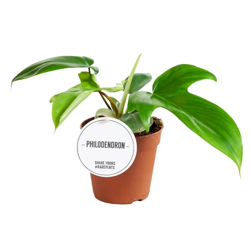 Philodendron squamiferum