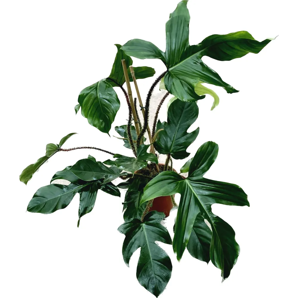 Philodendron squamiferum XL - 2 plante/ghiveci