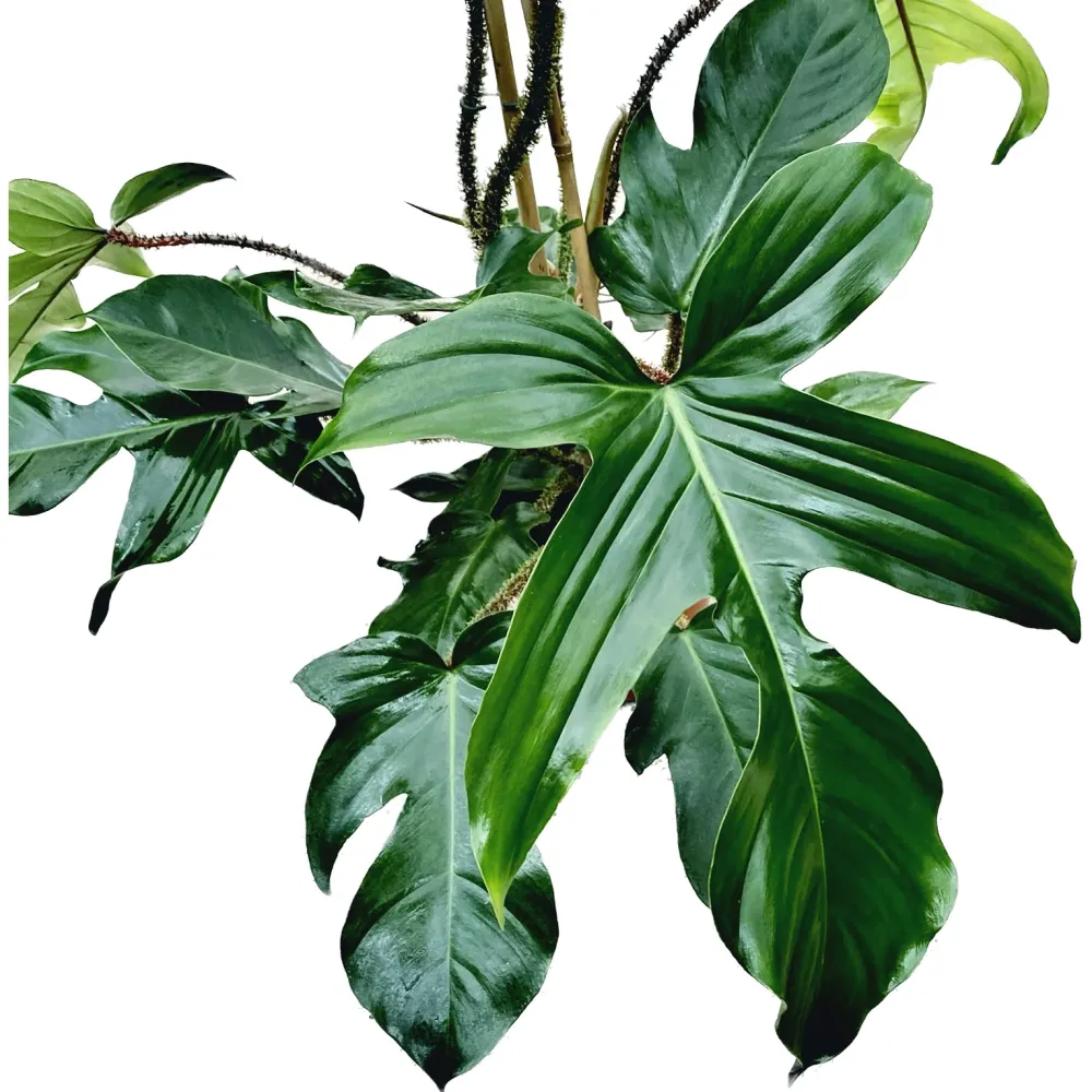 Philodendron squamiferum XL - 2 plante/ghiveci