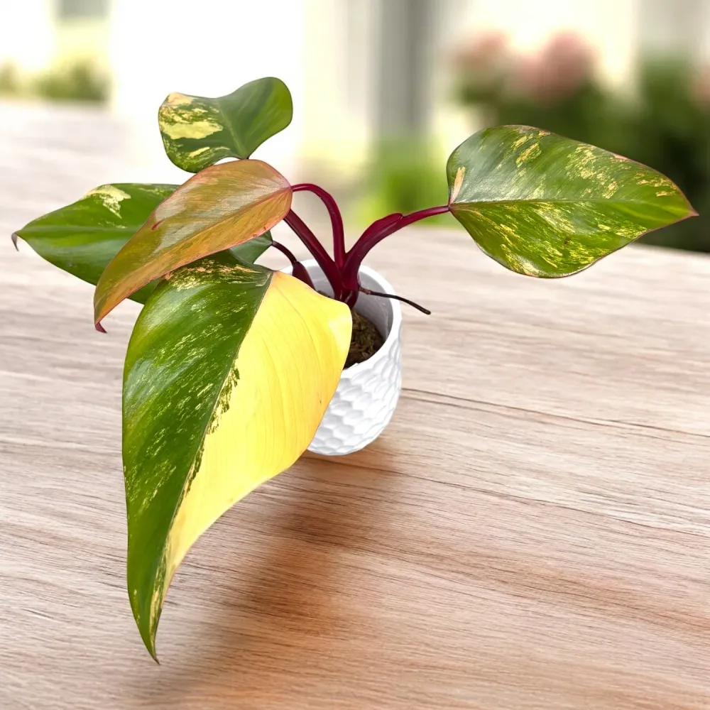 Philodendron Strawberry Shake