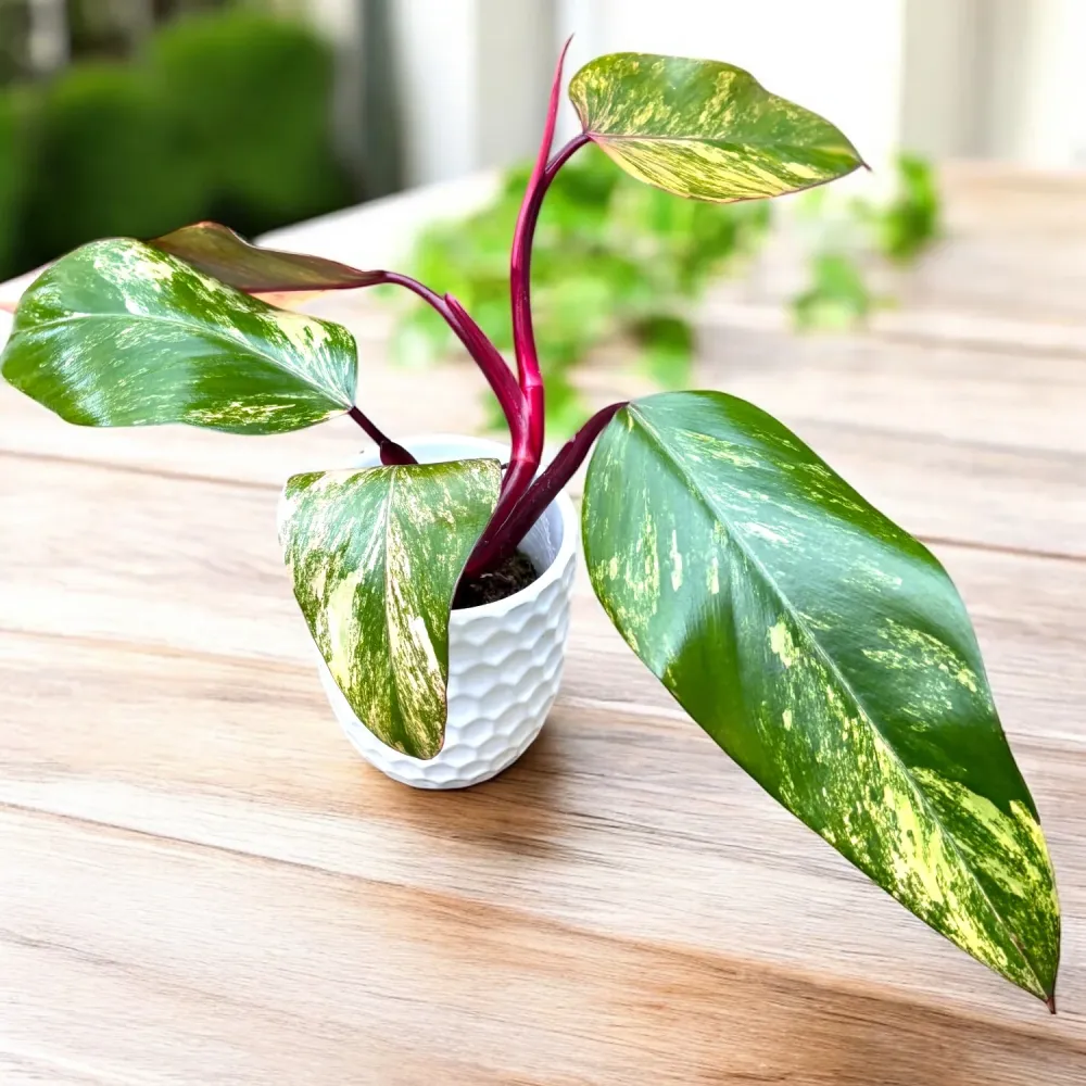 Philodendron Strawberry Shake
