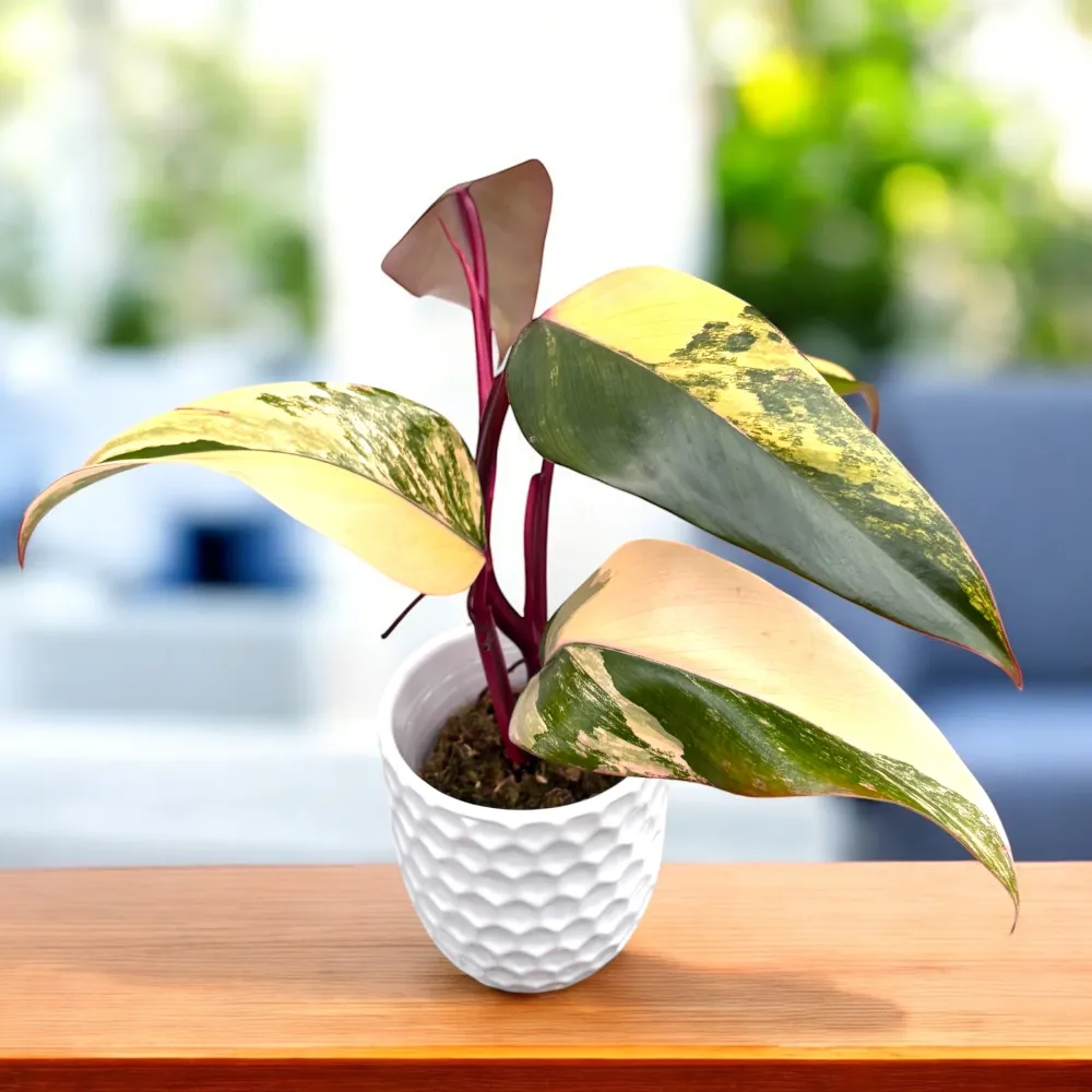 Philodendron Strawberry Shake