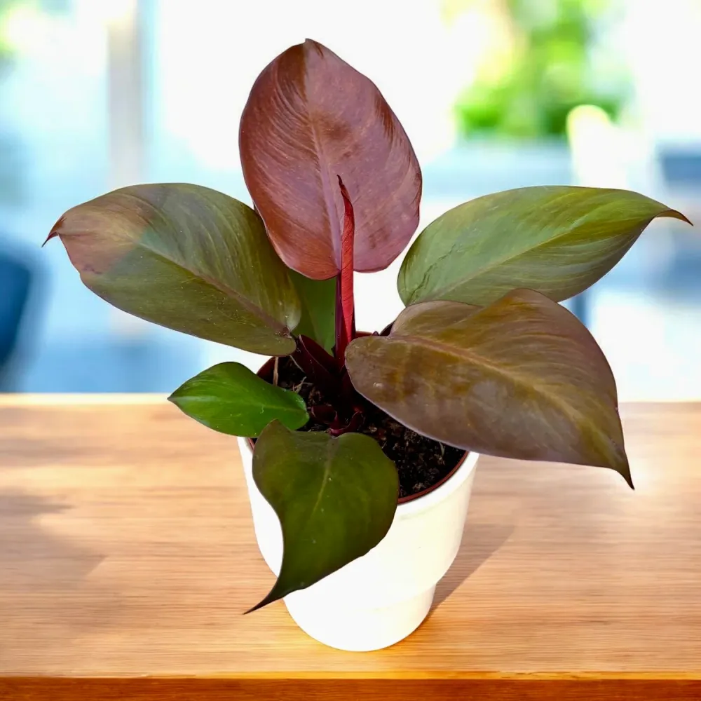 Philodendron ‘Sunlight’ - frumusete vibranta si usor de ingrijit