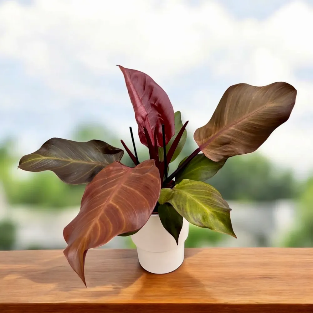 Philodendron ‘Sunlight’ - frumusete vibranta si usor de ingrijit