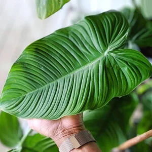 Philodendron tenue