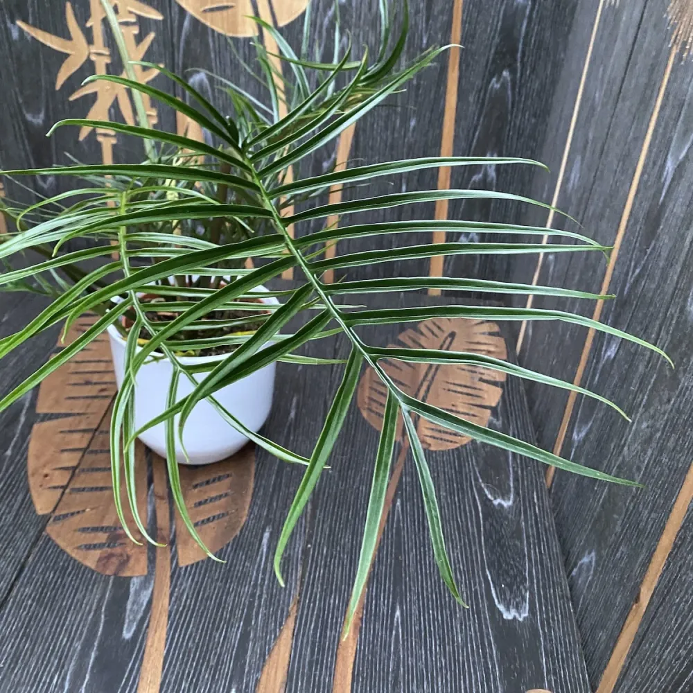 Philodendron Tortum H60cm - 2 plante/ghiveci