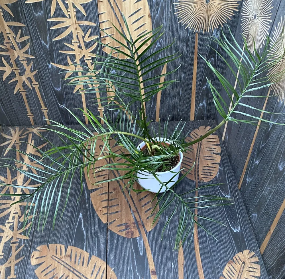 Philodendron Tortum H60cm - 2 plante/ghiveci