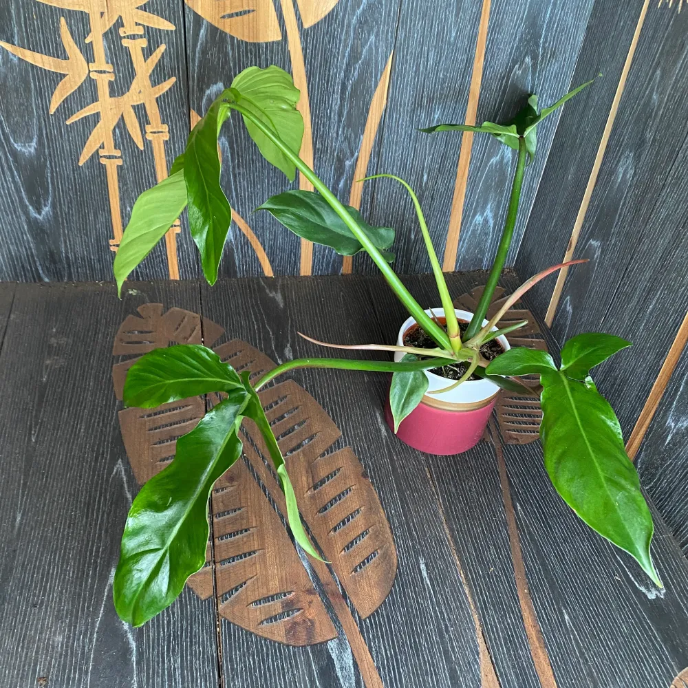 Philodendron Tripartitum