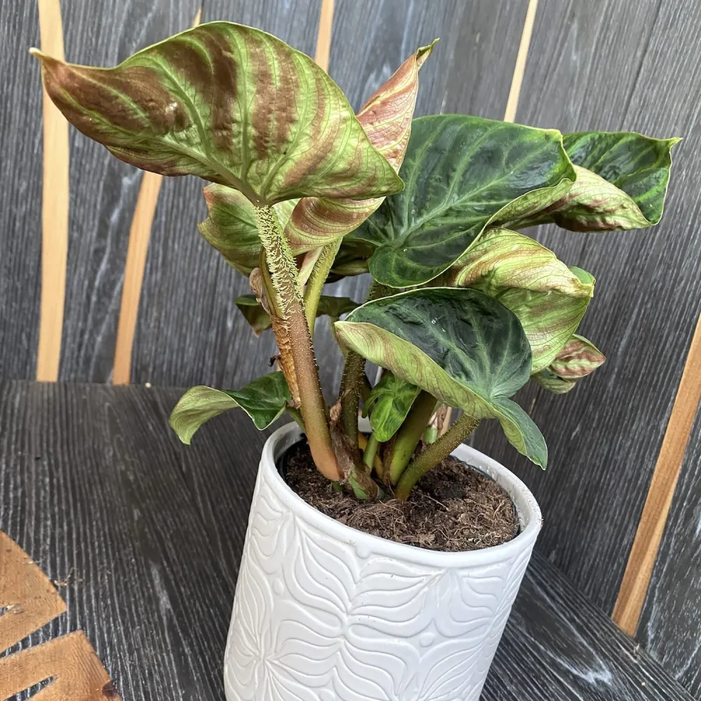 Philodendron Verrucosum 'Compactum'