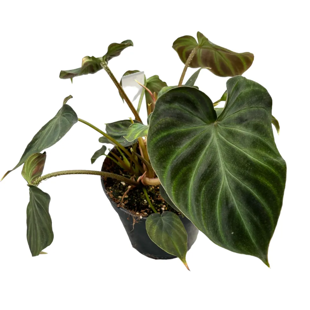 Philodendron verrucosum 'Incensi'
