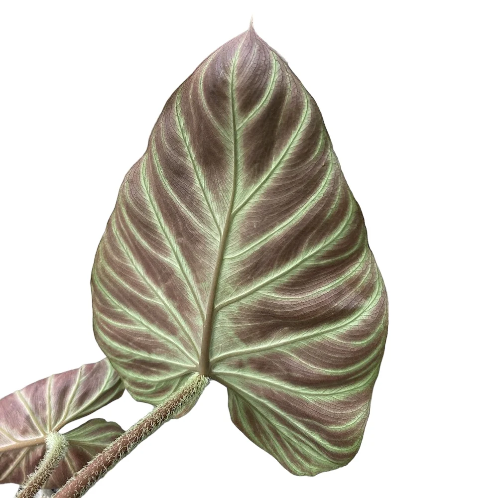 Philodendron verrucosum 'Incensi'