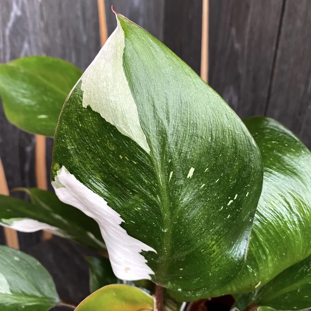 Philodendron White Knight (2 plante/ghiveci)