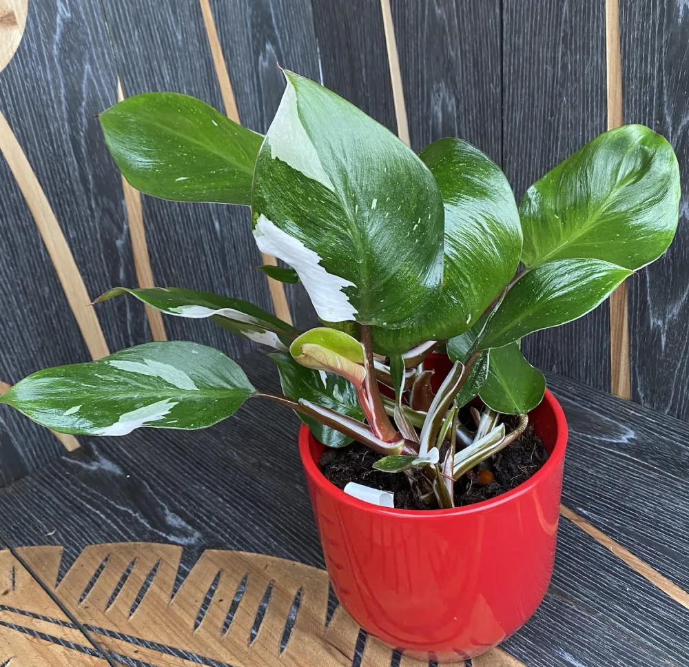 Philodendron White Knight (2 plante/ghiveci)