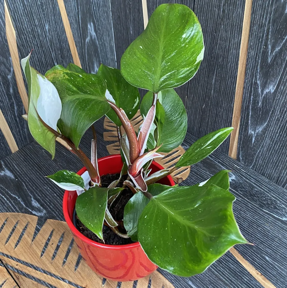 Philodendron White Knight (2 plante/ghiveci)