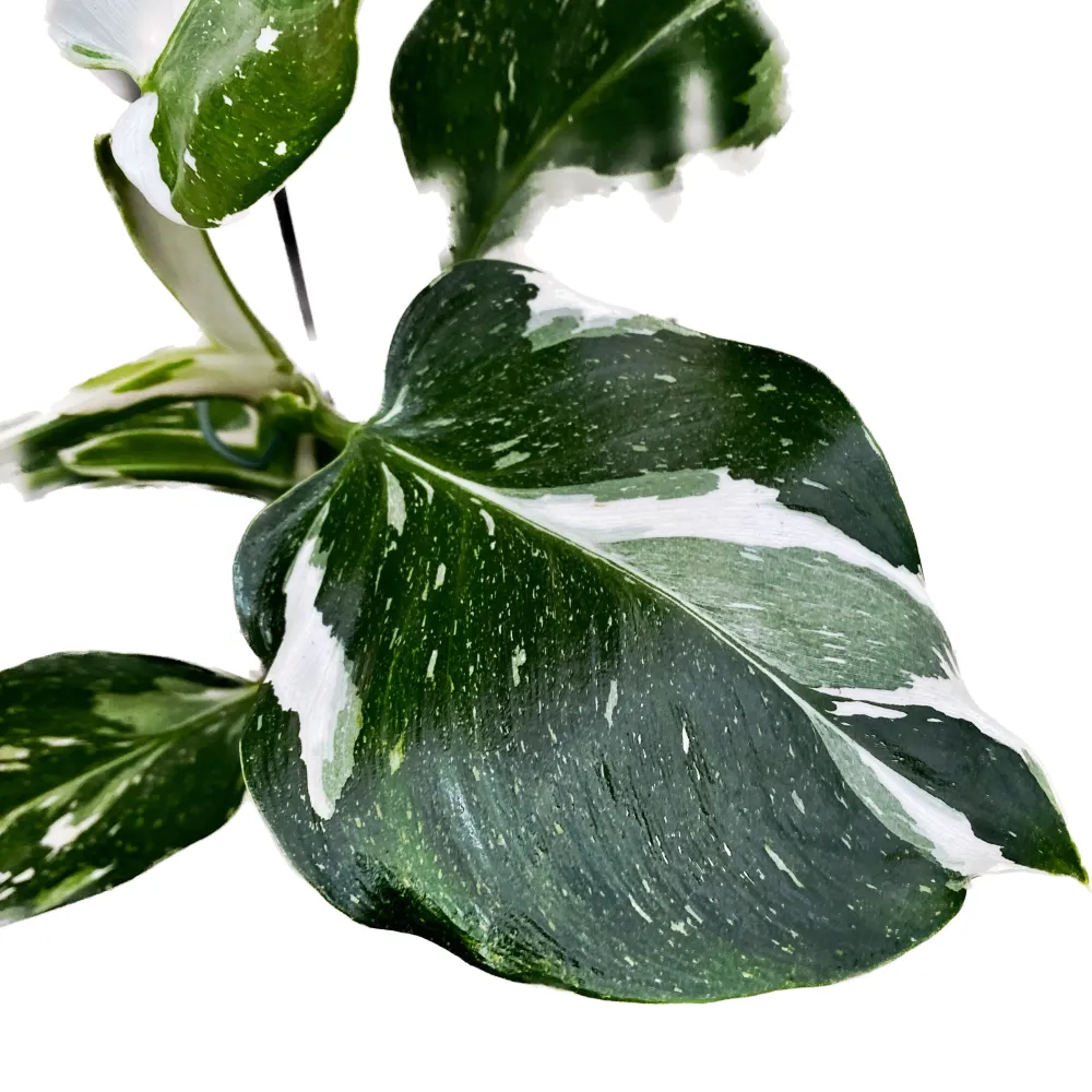 Philodendron White Wizard D9