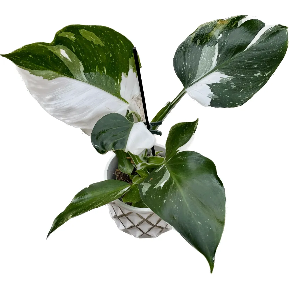 Philodendron White Wizard D9