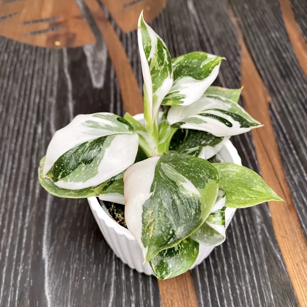 Philodendron White Wizard (babyplant) super variegated