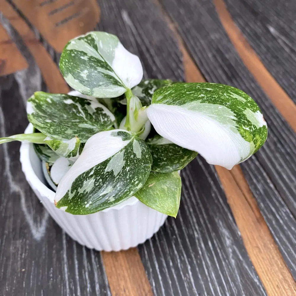 Philodendron White Wizard (babyplant) super variegated