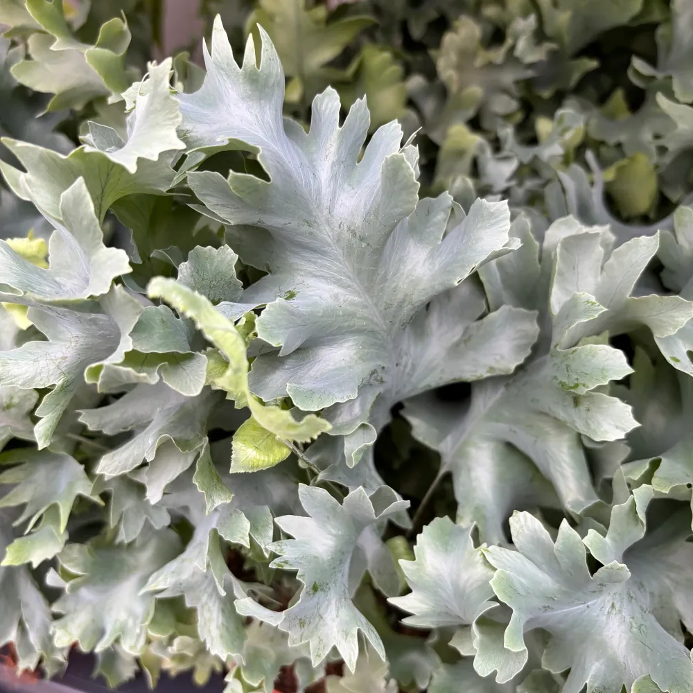 Phlebodium aureum ‘Davana’ – feriga tropicala exotica, cu frunzis albastrui si port elegant