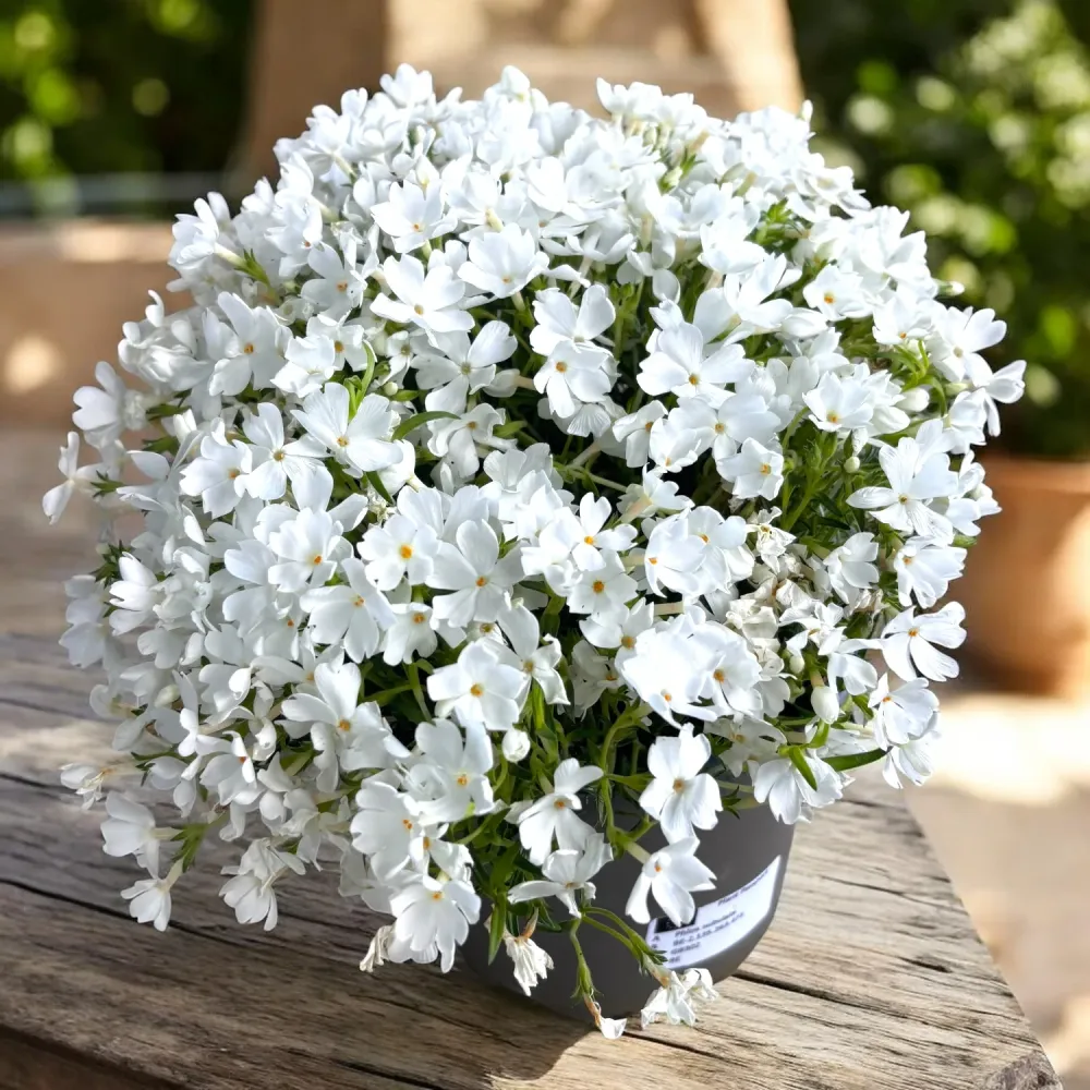 Phlox subulata ‘Fabulous White' - brumarele taratoare albe