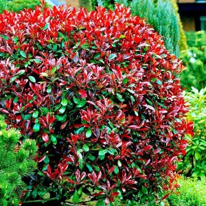 Photinia x fraseri 'Little Red Robin' - arbust compact cu frunzis rosu aprins