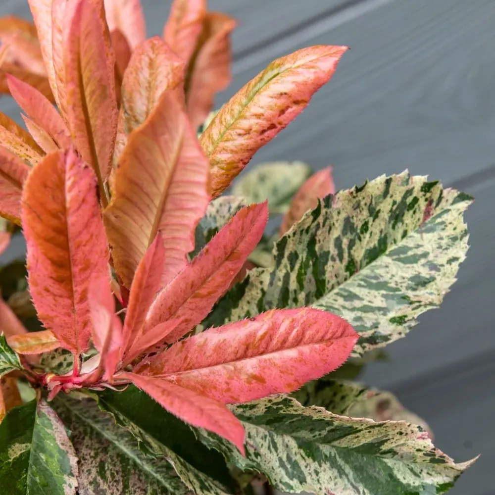 Photinia serratifolia 'Pink Crispy' D19