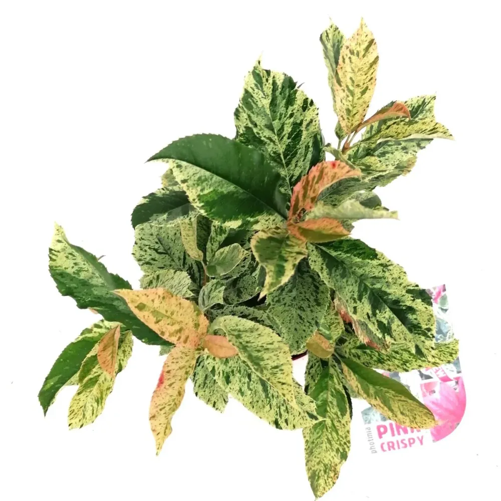 Photinia serratifolia 'Pink Crispy' D19