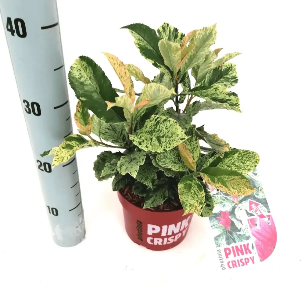 Photinia serratifolia 'Pink Crispy' D19