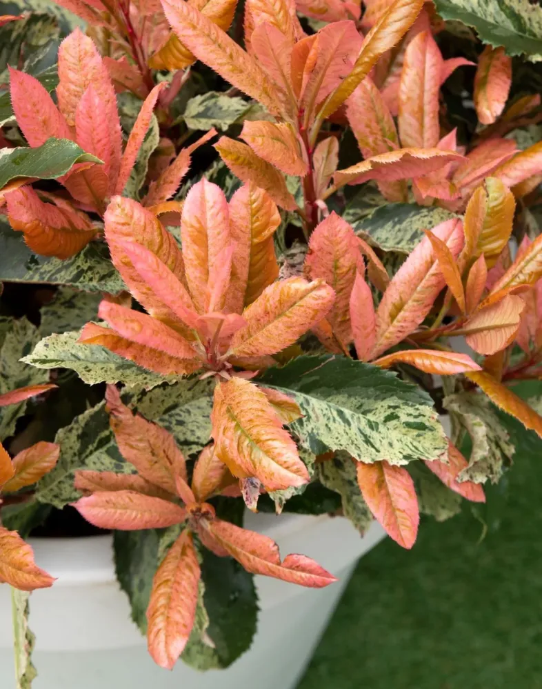 Photinia serratifolia 'Pink Crispy' D19