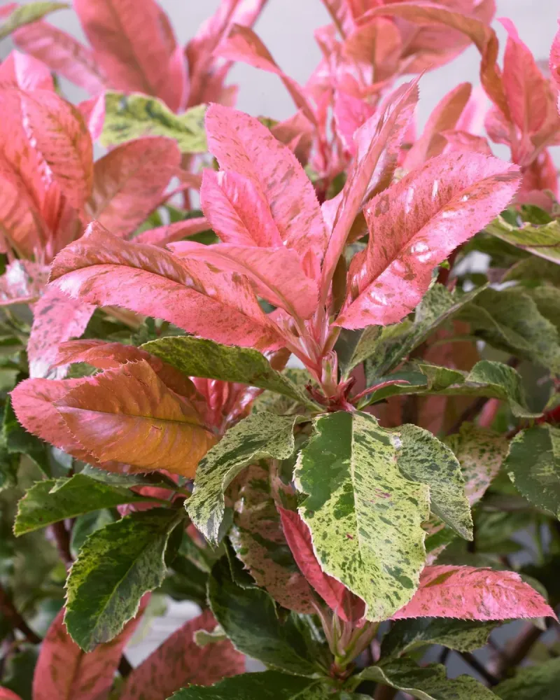 Photinia serratifolia 'Pink Crispy' D19