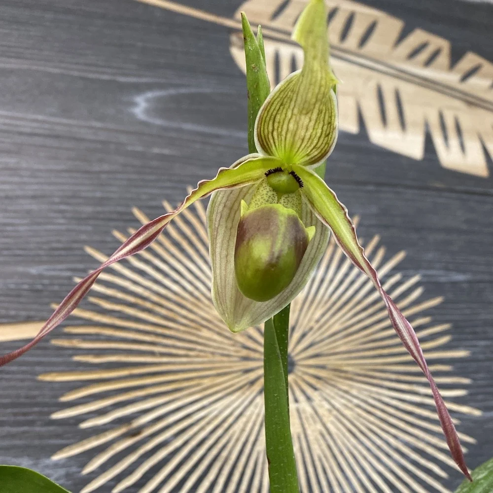 Phragmipedium Longifolium (Secvential/Multiflower)