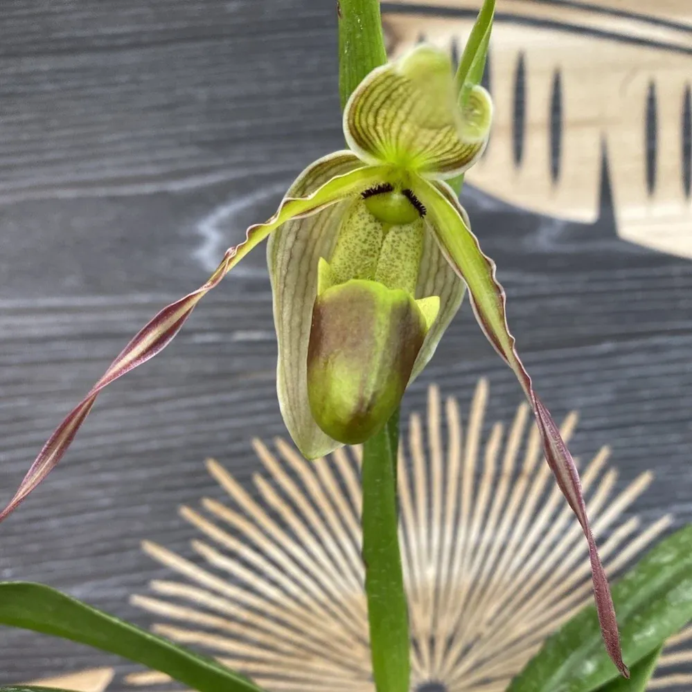 Phragmipedium Longifolium (Secvential/Multiflower)