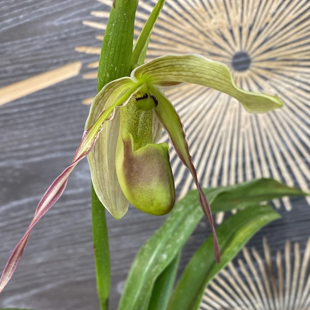 Phragmipedium Longifolium (Secvential/Multiflower)